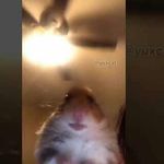 Leila Bennett - @0._.yaya._.bennett._.0 - Instagram