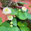 Leilabrady - @leilaqny262 - TikTok