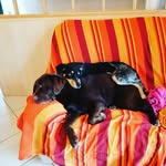 Leila&Freya_theFloofs - @leila.freya_thefloofs - Instagram
