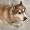 Laila Glover - @laila.glover - TikTok