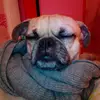 leiladearn - @leiladoglover878 - TikTok
