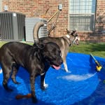 Leila Maldonado-Griffith - @heeler_and_husky - Instagram