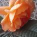 Leila Hakimi - Facebook