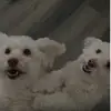 Leila & Kyle 🐩 - @thelifeof2maltipoos - TikTok