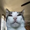 Mrs. Leila Lang - @ricky_smitham32 - TikTok