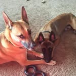 Leila Marie & Apollo Maxwell - @2_crazy_malinois - Instagram
