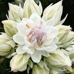 leila mayer - @frau_m_aus_a - Instagram