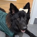Lila Meisie McLeod 💜 - @lila_theblackshepherd - Instagram