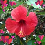 Leila Rosenberg - Facebook
