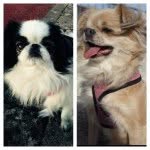 Leila & Silver - @silver_leila - Instagram