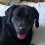 Leila - @leila.spencer.the.dog - Instagram