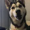 Leilaspencer - @cutepanda708 - TikTok