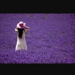 Lilah Stringer - @lavenderforlovefarm - Instagram