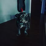 Leilani Chu - @cutepuppyleilani - Instagram