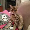 Leilani Collins  - @crazy.cat.lady101 - TikTok