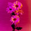 leilanicollins - @leilanicollins - TikTok