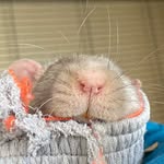 Leilani Hansen - @happy_wonderer_ratties - Instagram