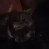 Leilani Thomas🤪 - @leilani.thomas6 - TikTok