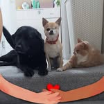 Leisa Cook - @leis_acook - Instagram