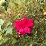 Lela Hunt - @daclapper0416 - Instagram