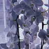 Lela_ - @lelamorgan - TikTok