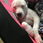 Maui,lela,nate,nelson - @the_wikel_and_alexander_pups - Instagram