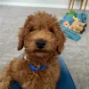 lelaramsey - @scoutthedoodle - TikTok