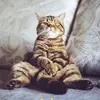 lelarowell1 - @lelarowell1 - TikTok