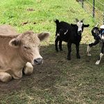 Lela Williams - @puzzle.patch.farm - Instagram