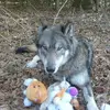 lelandfoxelouise - @lelandfoxelouise - TikTok