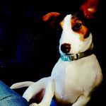 leland pearson - @sra_ninjazz - Instagram