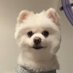 lelehong - @lelewhitedog - Instagram