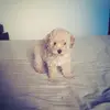 Lelia Danielo - @leliadanielo - TikTok