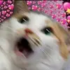 🎀Elena ✨️ - @lena_alessi - TikTok