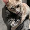 Len And Bruce - @len_n_bruce - TikTok