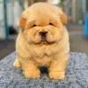 Len Cao - @len.cao1 - TikTok
