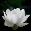 Len Cao - @len.cao64 - TikTok