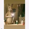 Leóncarpio123 - @lencarpio123 - TikTok