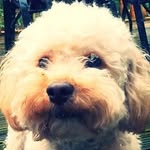 Lenny Doughty 🐶 - @lennydoughty - Instagram