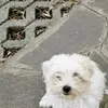 filly mamy di oby  e Zeus❤️❤️ - @lenafalcone - TikTok