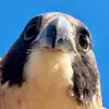 LennyTheFalconer - @lennythefalconer - TikTok