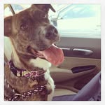 Pippa Len Goldstein Tennant - @pippathetripawd - Instagram