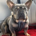 Ian Goodman - @len.goodman.5 - Instagram