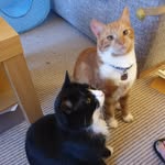 Len and Henry and Betty and Stan - @lenandhenryandbettyandstan - Instagram