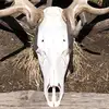 Omorrison - @morrisonolen - TikTok