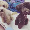 lenawebb14 - @lenawebb14 - TikTok