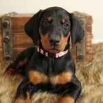 lena Anthony - @roxy_the_dobe__ - Instagram