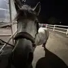 😻equi_lena🐴🍎🍏 - @lena.berg29 - TikTok