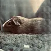 lena☀️🌸🪼🐹 - @lenaberg - TikTok