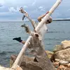 Lenaberg - @lenaberg822 - TikTok